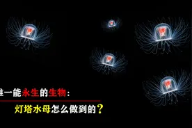 地球唯一一个能够永生的生物：灯塔水母，可以逆转时间重回幼年视频封面