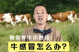 牛流行感冒怎么防治？怎样解决牛感冒？学会科学养牛方法牛视频封面