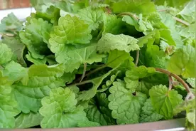 老咳嗽不要怕，用农村这种“风草”煎鸡蛋或鹅蛋，还能去孕期胎毒