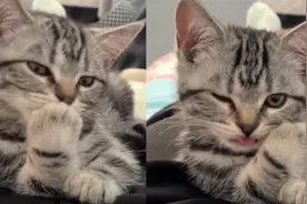 小猫咪突然停止舔毛盯着主人，抛媚眼舔舌头主人看呆：被油腻到了