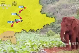 110多天1300多公里，大象旅行团回家了！象宝宝“自述”家族之旅视频封面