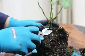 月季养死了不要扔，园艺师教你救活它，包括修剪除菌上盆等技巧