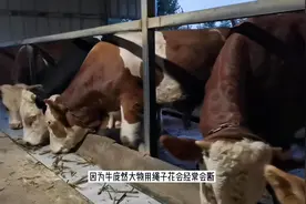 农村养牛场为方便管理用铁链拴牛，有什么好处。链子多长合适呢？视频封面