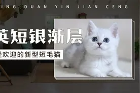 英短银渐层——受欢迎的新型短毛猫视频封面