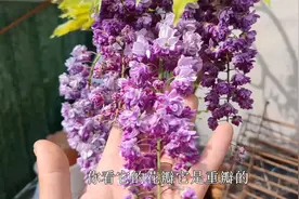 可盆栽可地栽的紫藤品种，花穗长度近半米，开花重瓣，香味更足！视频封面