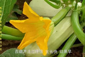 西葫芦的营养价值