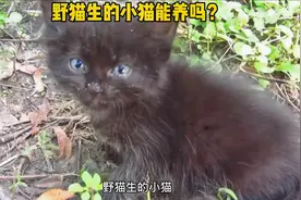 野猫生的小猫能养吗？