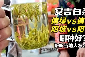 安吉白茶有2种颜色，茶叶店喜欢白化度高的，当地人喜欢另外一种视频封面