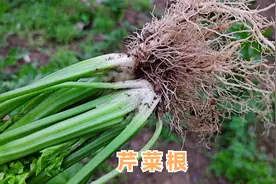芹菜根泡水喝功效厉害，解决很多人的健康问题，值得一看视频封面