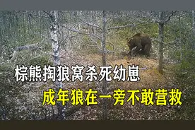 棕熊掏狼窝杀死幼崽，成年狼为何不敢营救，熊和狼到底谁更强？视频封面