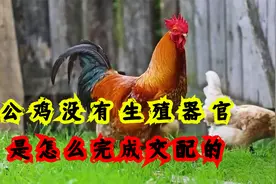 公鸡没有生殖器官，是怎么完成交配的？又是怎么给母鸡人工授精的视频封面