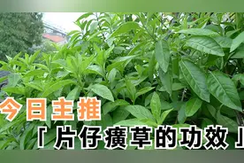 漳州这里叫片仔癀这种植物，日常吃些效果好，一起了解下它的宝。视频封面
