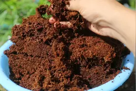 家庭养花土壤用什么？园艺师教你，使用椰糠砖，泡发一下膨胀8倍视频封面