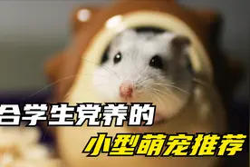 适合学生党养的小型宠物推荐，便宜又好养，你想好养什么了吗视频封面