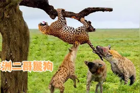 非洲二哥鬣狗，仅次于狮子王者地位的存在，也非常另其它动物讨厌视频封面
