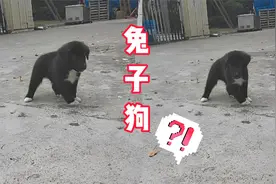 我怀疑这只狗是兔子带大的，一只狗为啥会兔跳?视频封面