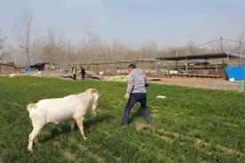 山羊大田散养没想到长这么快，小公羊一年长180斤，敢和成年人斗