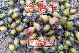 采点“金樱子”野果，男人压力大又劳累，用来泡酒您了解吗？视频封面