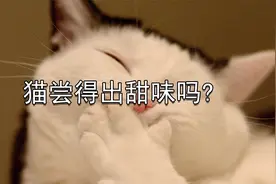 杂学：猫咪原来吃不出甜味