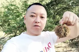 板栗成熟了板栗外壳有刺，看阿军是怎么把带刺的板栗肉剥出来的