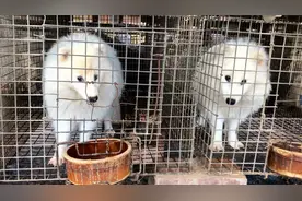 农村大叔养了500对狐狸，每年可以收入20多万，看到这你心动了吗