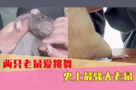 史上最骚大老鼠！手舞足蹈大跳热舞，这小腰扭得太有味道了视频封面