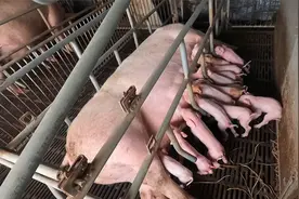 阿弟家的母猪真厉害，一胎生下了19头小猪，现在的猪崽很值钱了视频封面