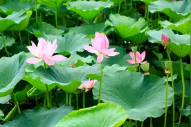 《宁静心灵》：闭门觅句陈无己，对客挥毫秦少游。视频封面