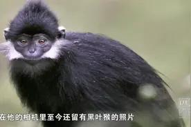 在贵州寻找国家一级保护动物黑叶猴视频封面