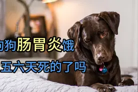 狗狗肠胃炎饿五六天死的了吗视频封面