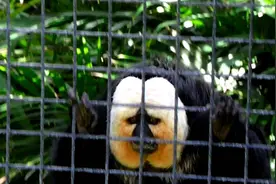 《千与千寻》无脸男的原型，长相十分诡异，却时动物界王者视频封面