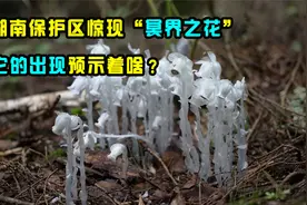 湖南出现“冥界之花”，全身白如霜摄人心魄，它预示着什么呢？视频封面