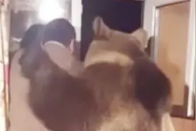 真熊抱！俄罗斯2岁熊拥抱主人 勾肩搭背共赏窗外夜景