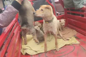狗妈妈眼睁睁看着小奶狗被卖，阿姨暴力抓奶狗，会被咬吗？视频封面