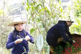 农村姑娘上山采茶叶，手把手教你如何炒茶，看完你也会！视频封面