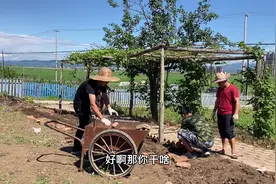 改造2500平农村小院，葡萄架下做花坛种花，朋友都过来帮忙干活视频封面
