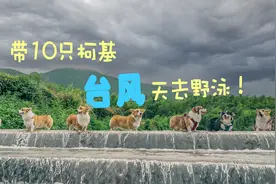 台风天带10只柯基出游是怎样的体验？