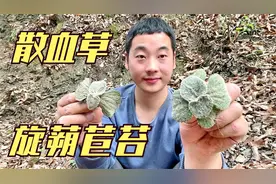 长在石壁上的稀有中药材散血草，采挖很不容易，你知道它的作用吗