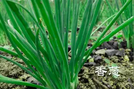 想要香葱产量高，种一次收10年，摘种有技巧方法对了越拔越多