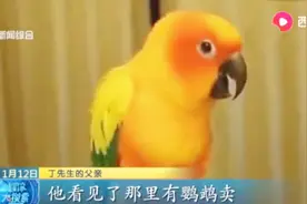 男子买鹦鹉回家饲养，不料感染病菌，把自己“送”进了ICU视频封面