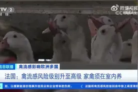 啥情况？欧洲多国遭遇“鸡蛋荒”！视频封面