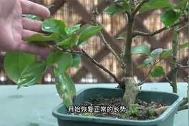 三角梅花盆里来一勺“黑颗粒”，一开春就能疯狂爆花视频封面