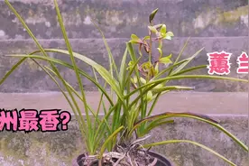 这是我们贵州的蕙兰，叶子长，叶子软，但是花最香视频封面