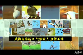 山东省有一座拥有千亩湖泊、万亩松林、无边碧海的城市—威海南海视频封面