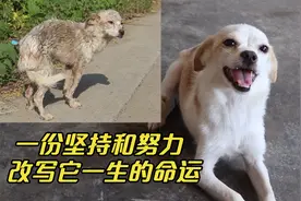 骨瘦如柴的流浪狗，被救一年后华丽蜕变，我们共同见证它的成长视频封面