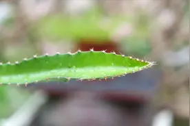 火龙果枝条细小刺比较多，造成原因有4个，你想知道吗？