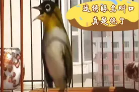 这绣眼颜值高站姿好叫口更美妙，大口能唱几十字，花口能学百鸟鸣视频封面