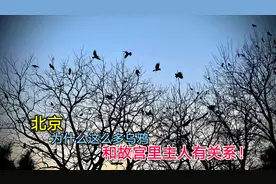 北京城为什么有这么多的乌鸦？原来和故宫的主人们有关！