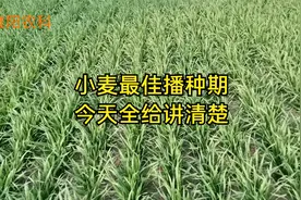 冬小麦播种有讲究，究竟在什么时间播种最合适，今天全部讲清楚视频封面