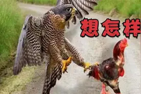 空中霸主老鹰落地不如鸡 老鹰与母鸡的正面较量 镜头记录全过程视频封面